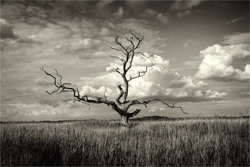 Tree at Iken by Alan Turner.jpg